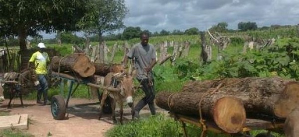 Casamance: Les combattants du MFDC intensifient le ratissage contre les trafiquants de la mafia du bois.