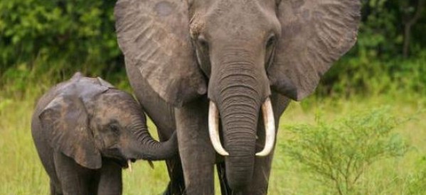 Afrique: Espoir pour l’interdiction de la vente d’éléphants à des zoos