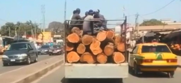 Casamance : Deux camions gambiens de trafiquants de bois de Casamance brûlés