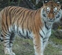 Etats-Unis: Un tigre testé positif au CONVID-19 à New York