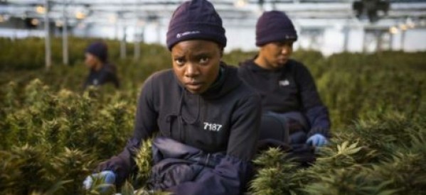 Rwanda: La production et l’exportation de cannabis approuvée