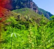 Maroc : Le royaume chérifien légalise la production de cannabis