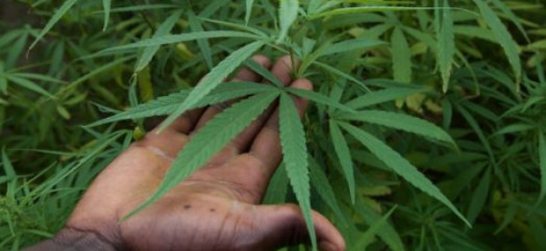Casamance : Colère des jardiniers locaux après la destruction d’un champ de cannabis au nord-ouest de la Casamance