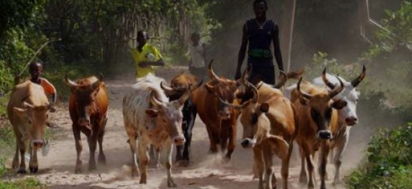 Casamance : Un éleveur de troupeaux abattu et trois autres arrêtés par les militaires sénégalais