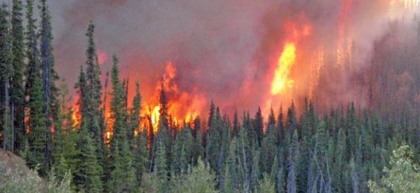 Canada : Plus de 10 millions d’hectares de forêts brûlés